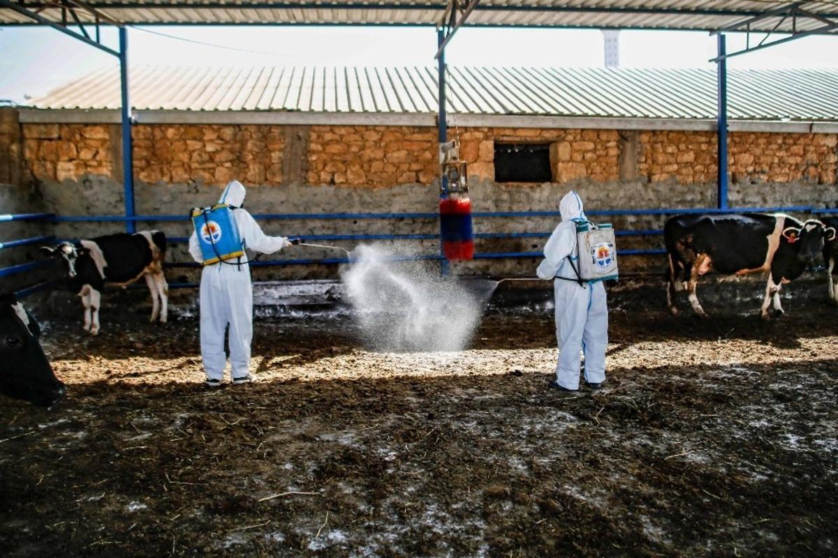 B&uuml;y&uuml;k&ouml;zt&uuml;rk: "&Uuml;&ccedil; g&uuml;n hastalığı hayvandan insana ge&ccedil;miyor"