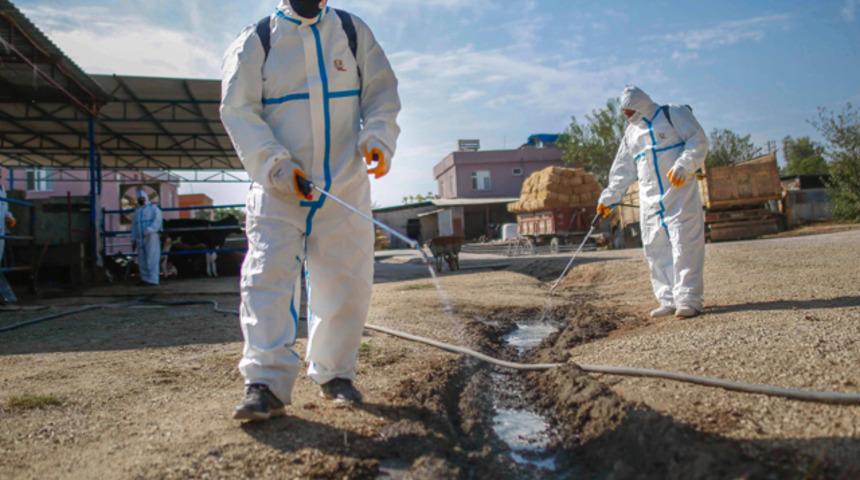 Adana'da üç gün hastalığı paniği! Büyükşehirden açıklama