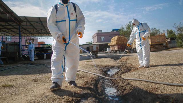 Adana'da üç gün hastalığı paniği! Büyükşehirden açıklama