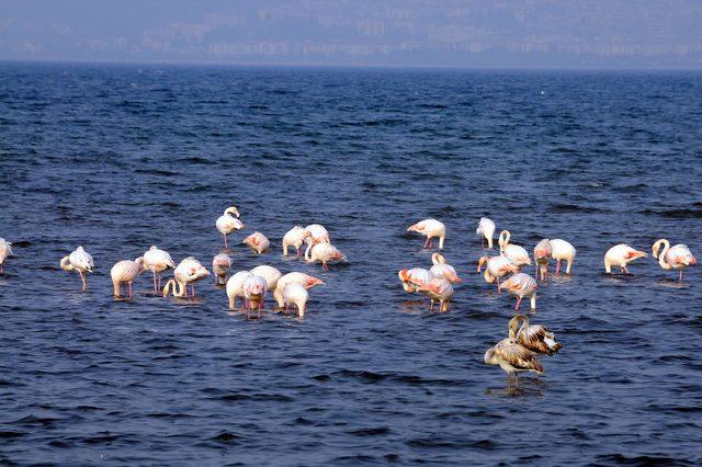 Flamingolar, İzmit Körfezi'ni renklendirdi
