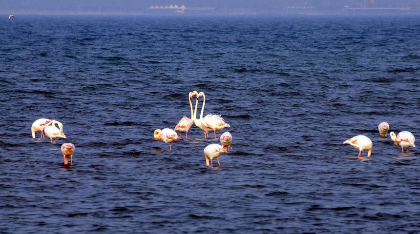 G&ouml;ren telefonuna sarıldı! İzmit K&ouml;rfezi'nin renkli misafirleri