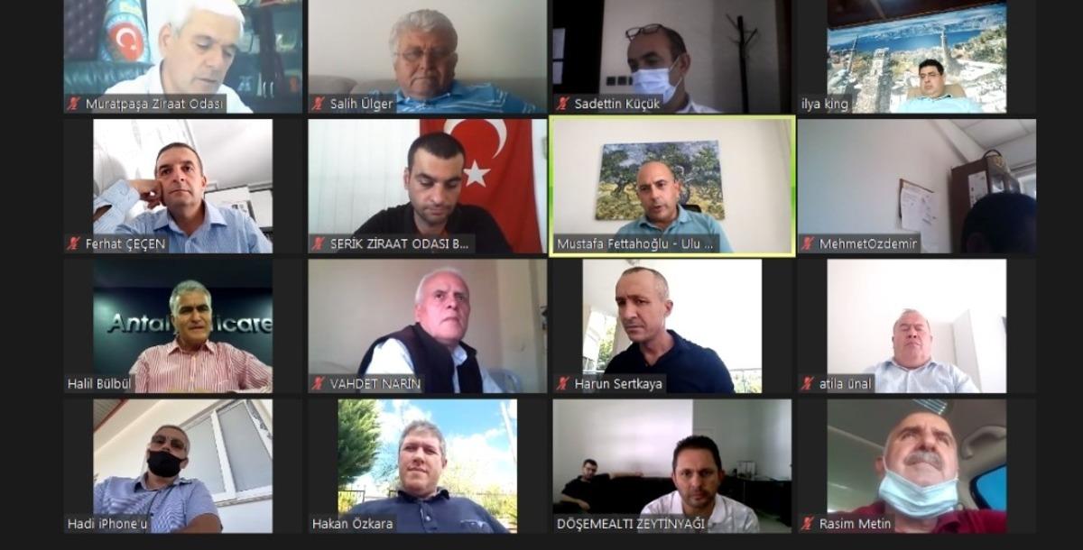 Zeytinde Y&uuml;zde3-40 rekolte kaybı