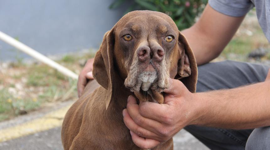 Tarsus'ta yetişiyor! &Ccedil;atalburun k&ouml;peklerinin ayrı ırk olduğu tescillendi