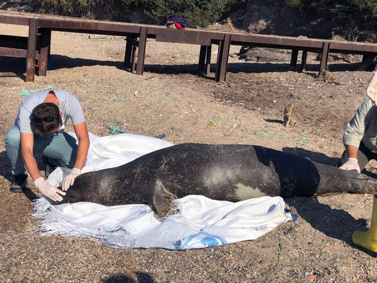 Akdeniz fokunun &ouml;l&uuml;m nedeni araştırılıyor
