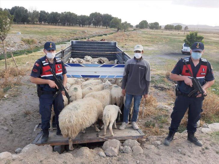 Başkentte hayvan hırsızlığı G1