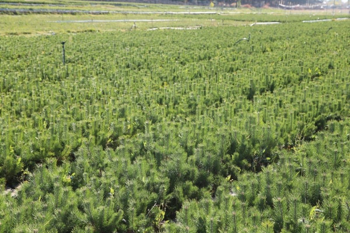 Sivas&rsquo;ta 3 Milyon fidan toprakla buluştu, hedef 4 milyon fidan