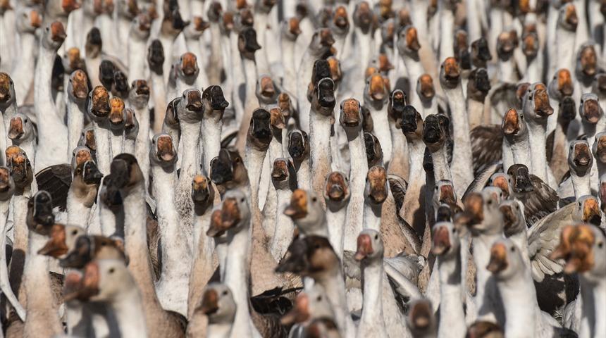 Kar yemeden kesemiyorlar! Tanesi 250 liradan satılıyor