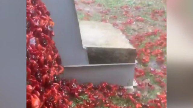 Christmas Adası kızıla büründü: Milyonlarca yengeç göç yolunda