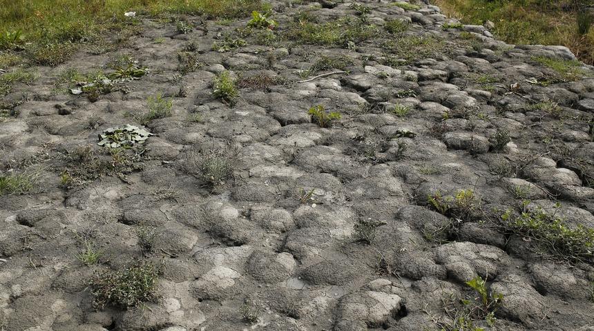 Korkutan görüntü! Otlar insan boyunu aştı
