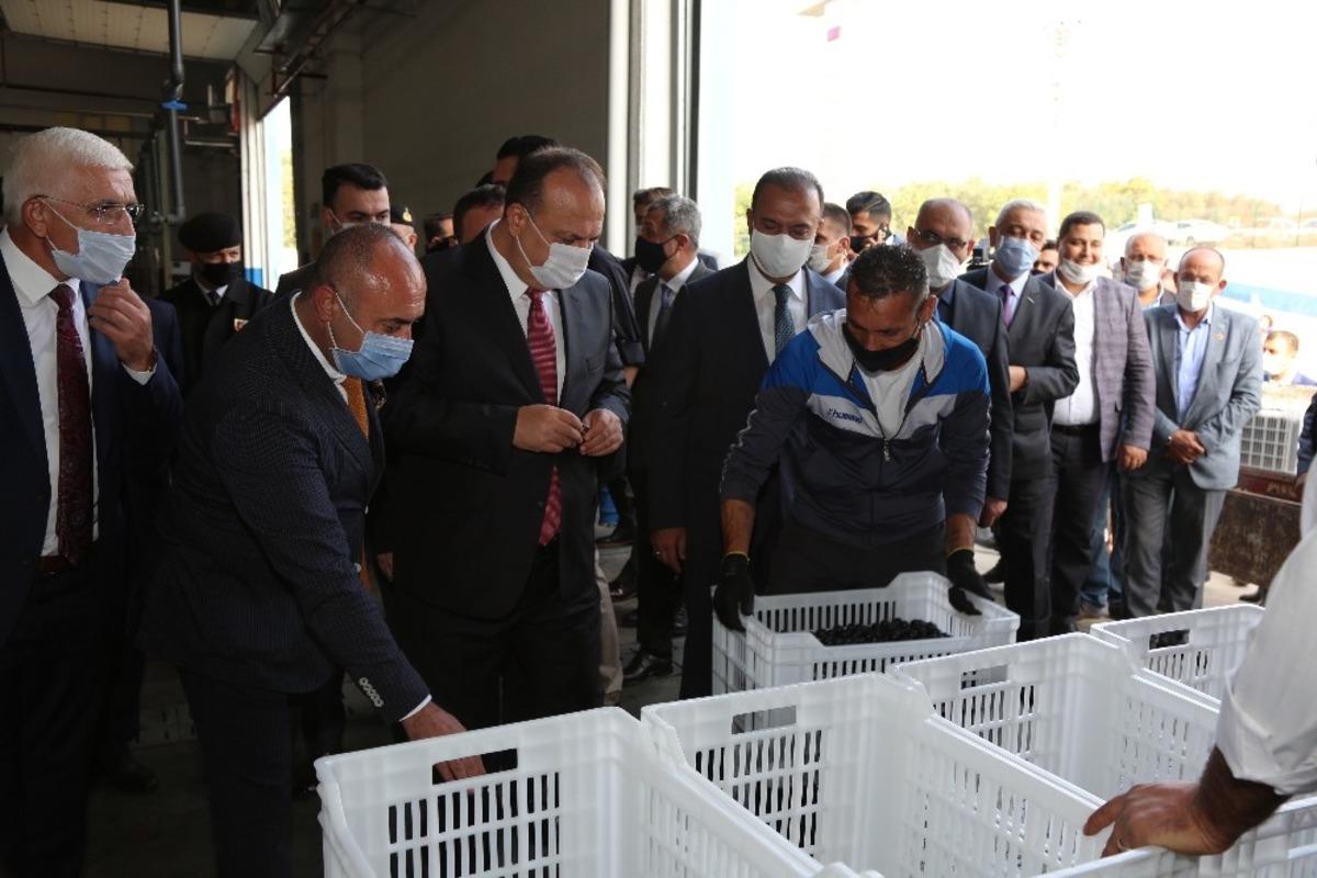 Bursa&rsquo;da zeytin hasadı protokol&uuml;n katılımı ile başladı