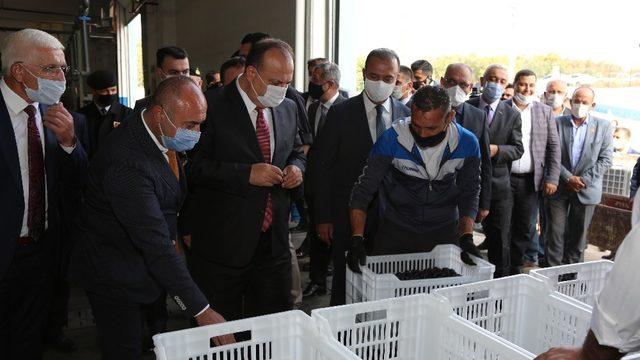 Bursa’da zeytin hasadı protokolün katılımı ile başladı