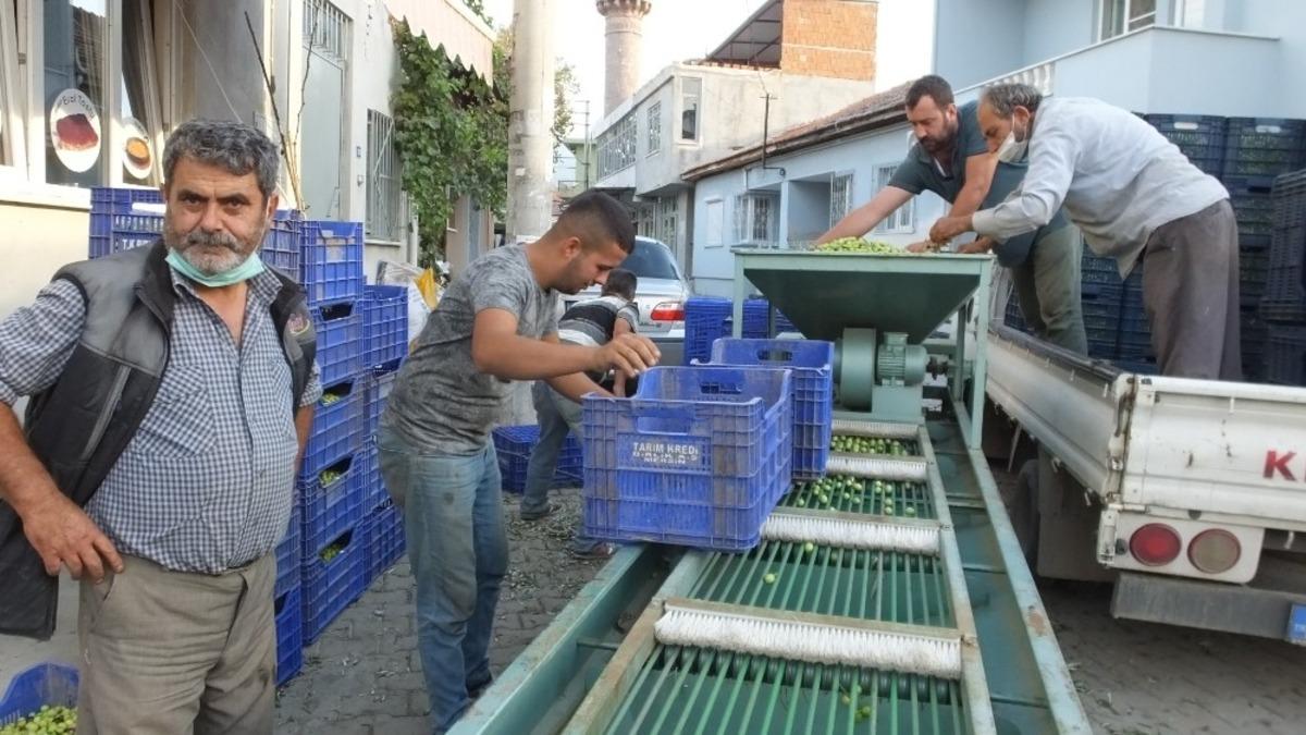 Burhaniye&rsquo;de Tarım Kredi Kooperatifi zeytin alımına başladı