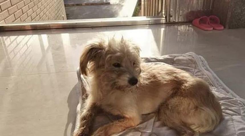 Çin’de kaybolan köpek, sahiplerine dönmek için 60 kilometre yürüdü