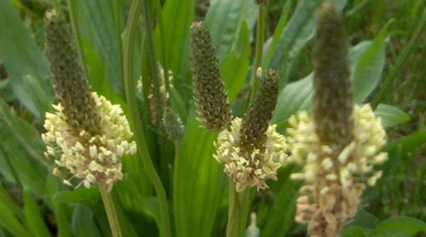 Faydalarını bilseniz evinizden eksik etmezsiniz! Bu otu hala kimse bilmiyor... 