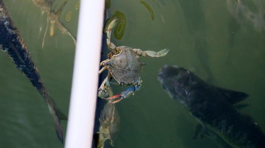 Yasaklandı! Mavi yenge&ccedil; avlamanın cezası 5 bin lira