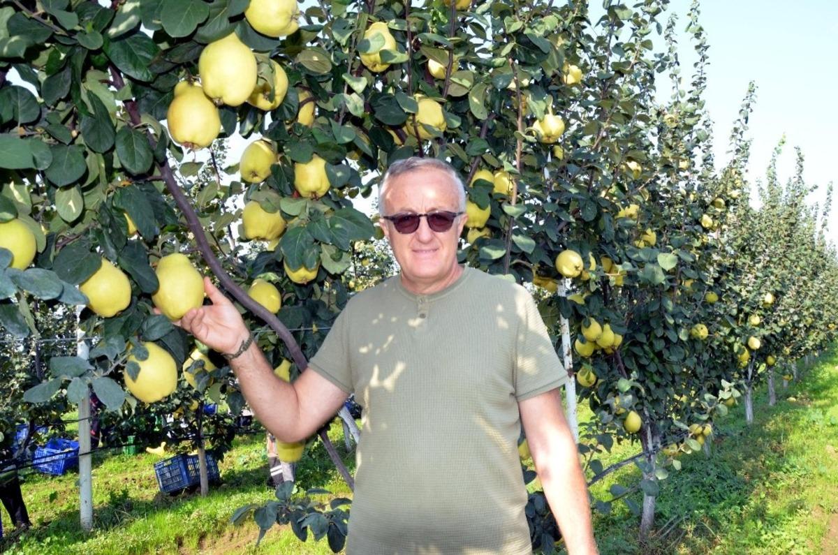 Ayva &uuml;retimini patlatacak gelişme