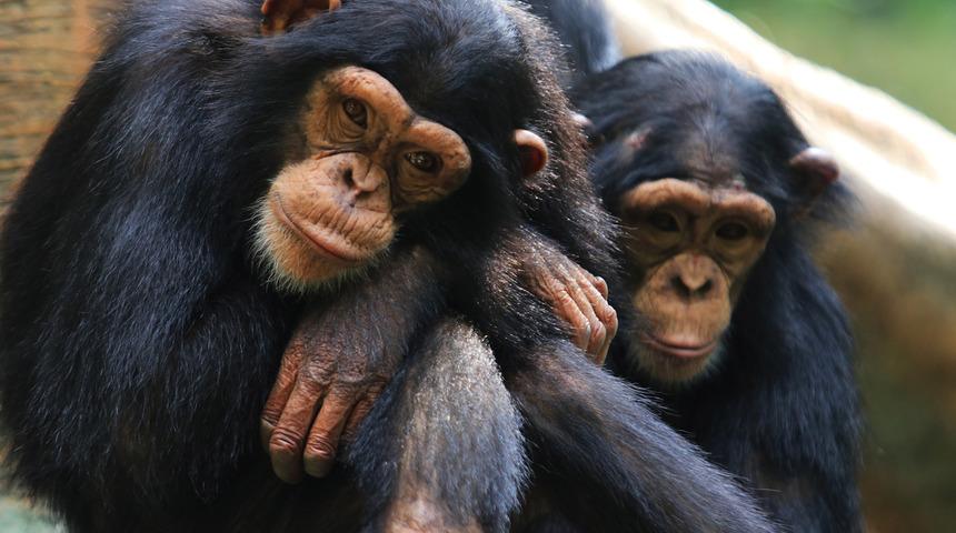 Yaşlanan yabani şempanzeler eski dostlarını yenilere tercih ediyor