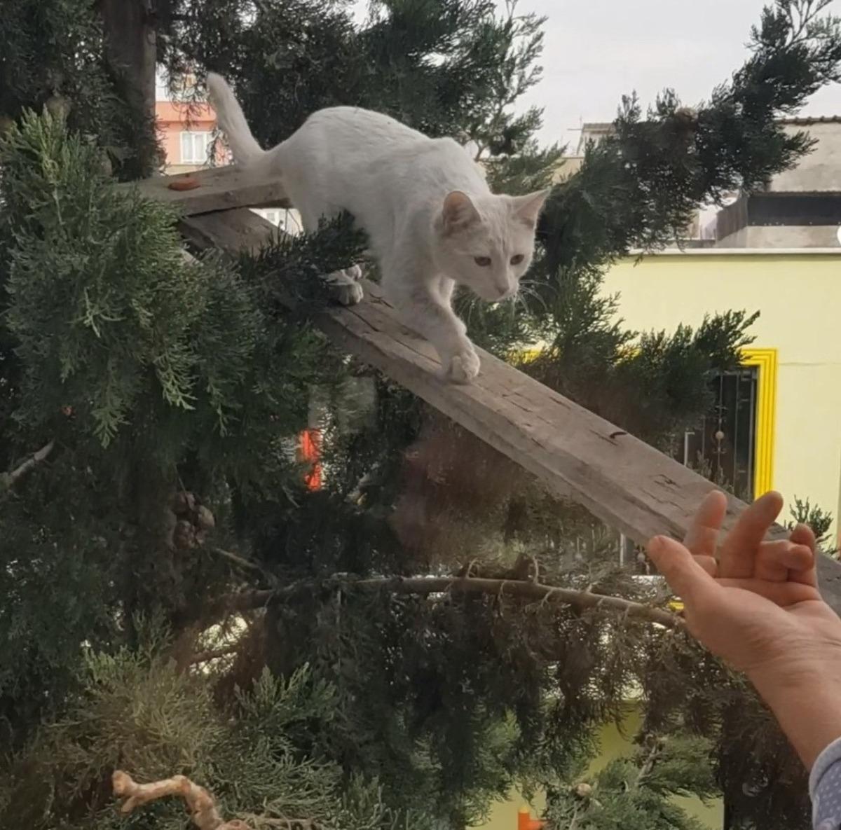 Ağa&ccedil;ta mahsur kalan kediyi k&ouml;pr&uuml; yaptığı tahta ile kurtardı
