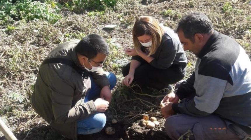 Patates tarlalarında hastalık ve zararlılarla ilgili çalışma yapıldı