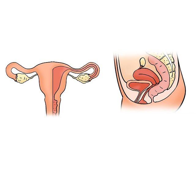 the-uterus-2947707_640
