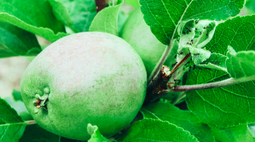 Sağlığı tehdit ediyor! Sirkeli suyla yıkamayın, karbonat ekleyin