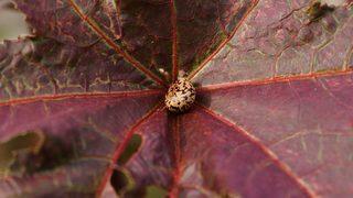 Renk ve görüntüsüyle cezbediyor ama... Bu bitkiler zehirliyor!