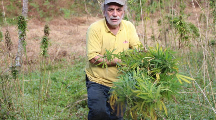 Rize'de, 60 yıl sonra üretilen kenevir hasat ediliyor