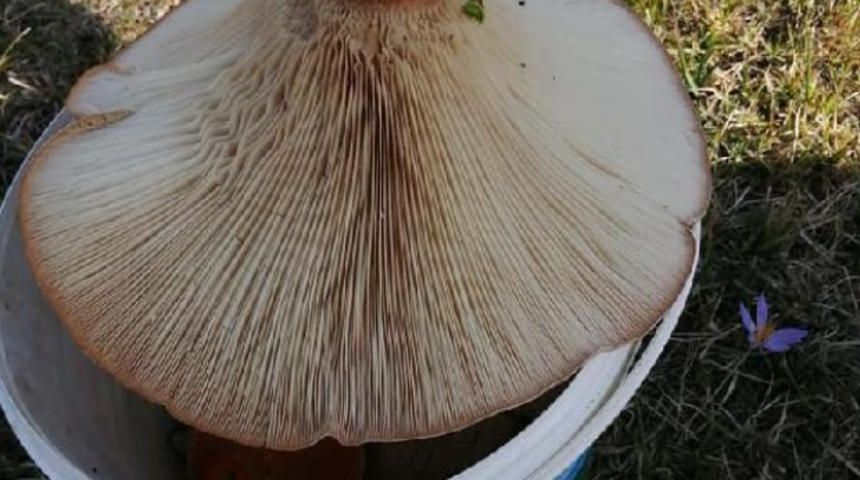 'Malkadın mantarı' şaşkına &ccedil;evirdi! Tam 620 gram...