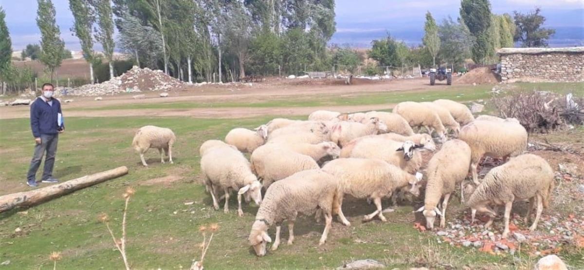 Hibe olarak alınan hayvanların sayısı her ge&ccedil;en g&uuml;n artıyor