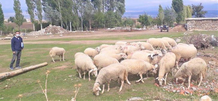 Hibe olarak alınan hayvanların sayısı her geçen gün artıyor G1