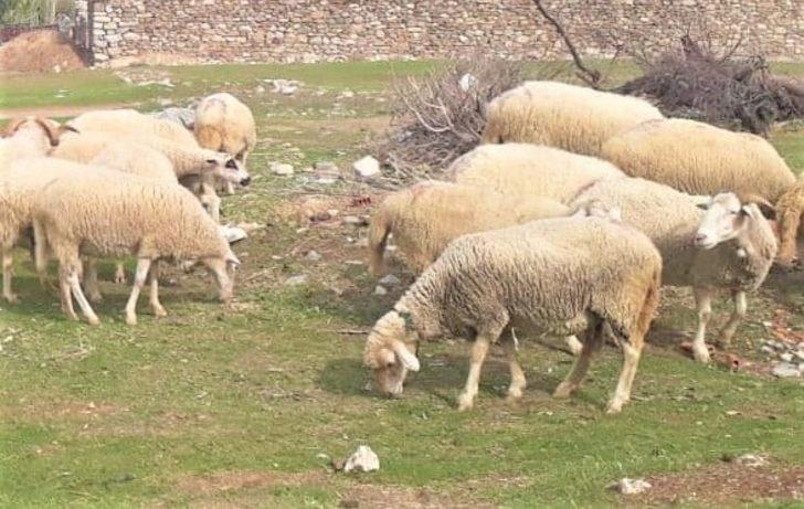 Hibe olarak alınan hayvanların sayısı her geçen gün artıyor G2