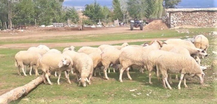 Hibe olarak alınan hayvanların sayısı her geçen gün artıyor G3