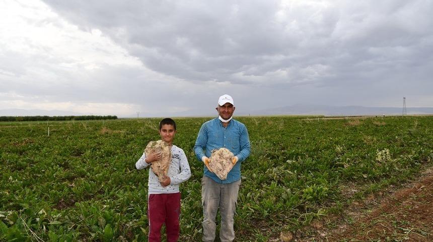 83 milyonluk &uuml;r&uuml;n hasadı &ccedil;ift&ccedil;ilerin y&uuml;z&uuml;n&uuml; g&uuml;ld&uuml;rd&uuml;