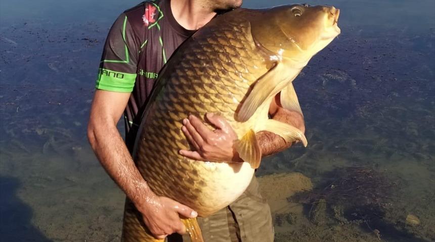 Bilecik'te amat&ouml;r balık&ccedil;ı yakaladığı 27,5 kilogramlık sazanı g&ouml;lete bıraktı