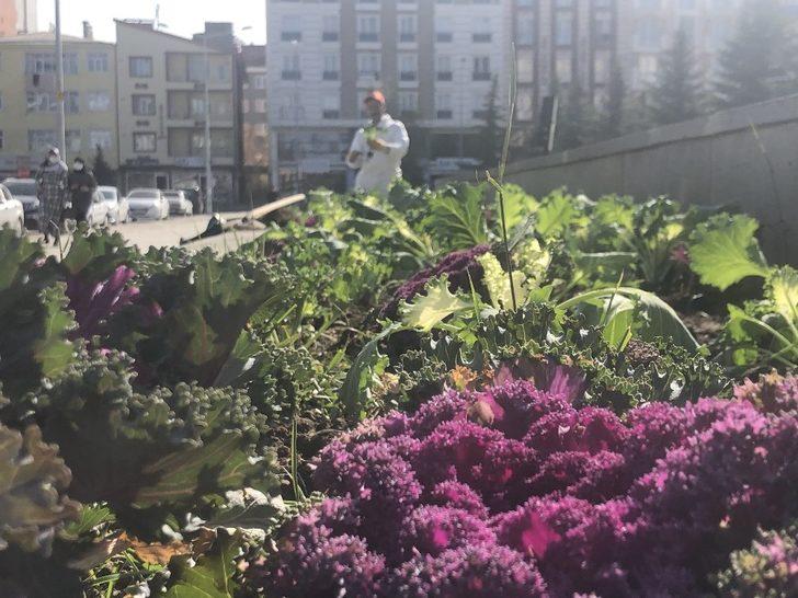 Kars’ta havuzların etrafı çiçekleniyor G2