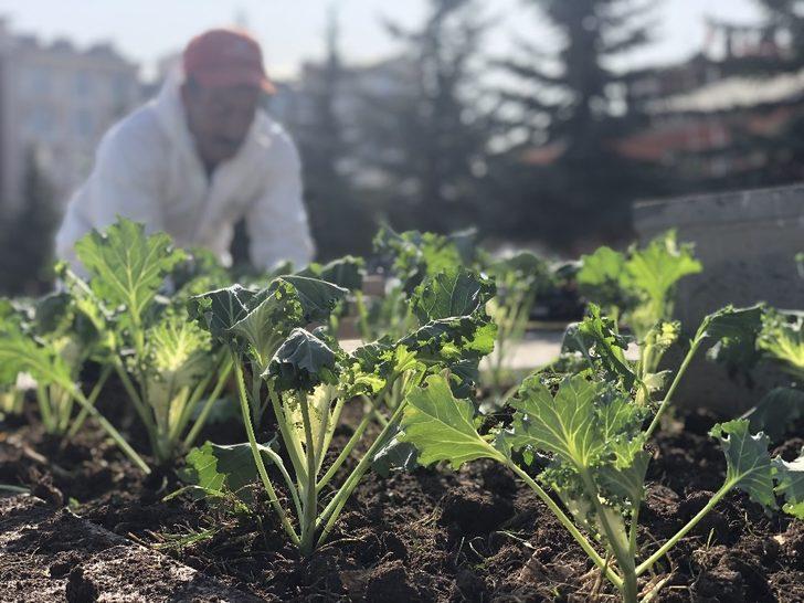 Kars’ta havuzların etrafı çiçekleniyor G3