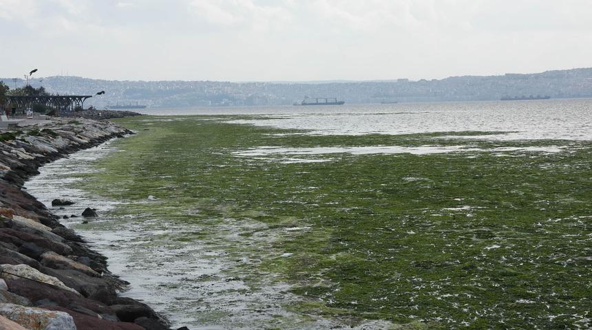İzmir'de deniz marulu şaşkınlığı! Sahil boyunca devam ediyor