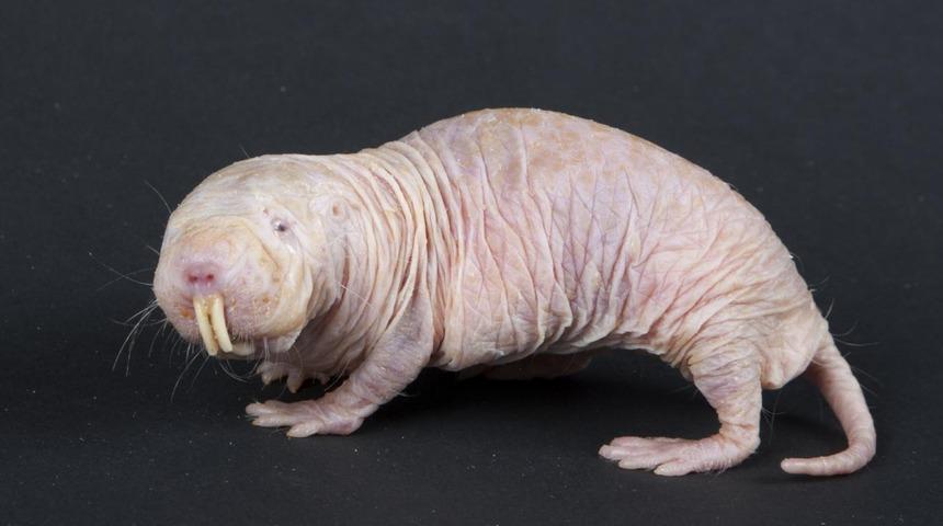 &Ccedil;ıplak k&ouml;r farelerin birbirinin yavrularını &ccedil;alıp k&ouml;leleştirdiği ortaya &ccedil;ıktı