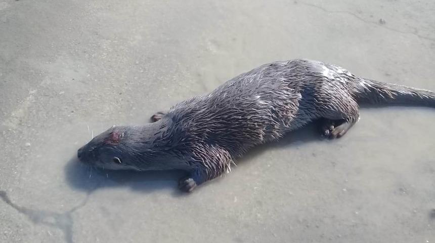 Su samuru şaşkınlığı! Yorgun halde bulunca...