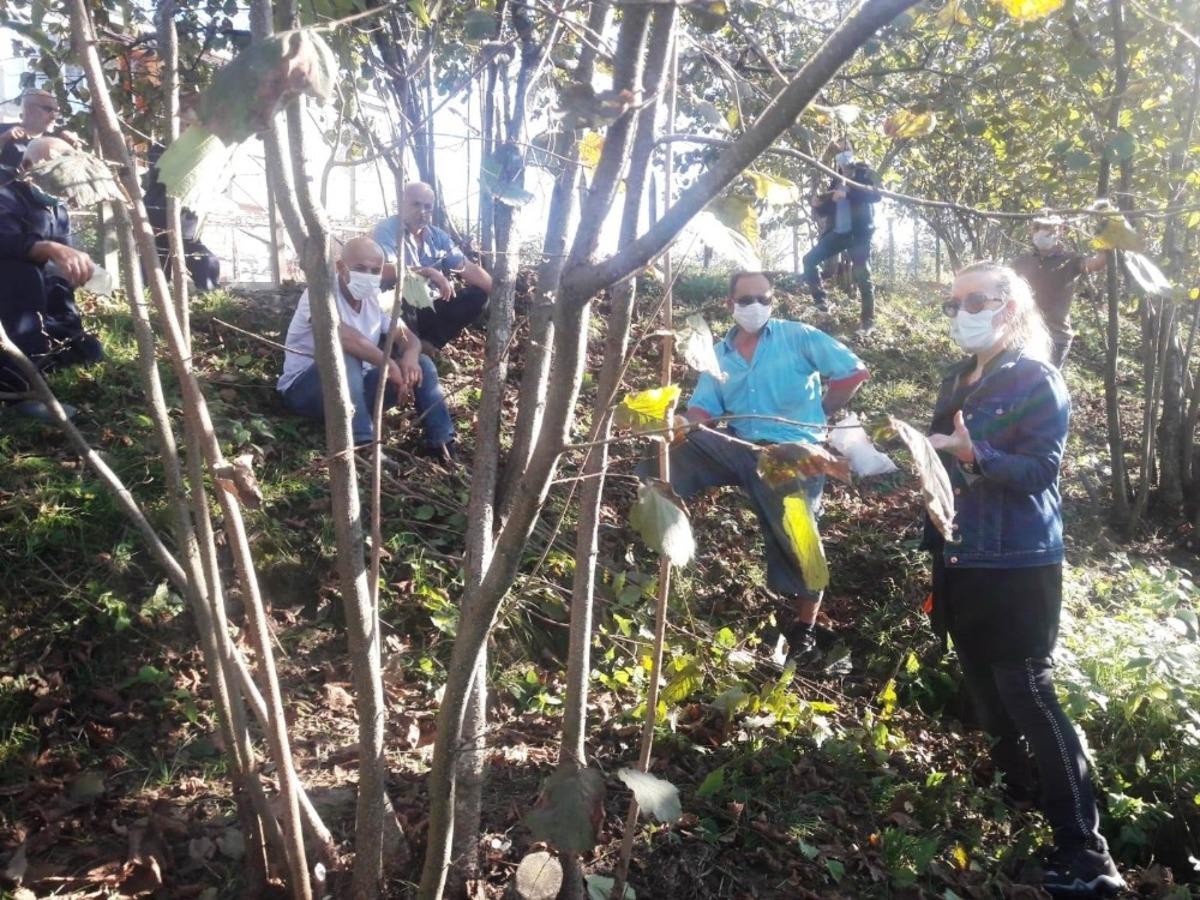 Fındıkta verimi artırmak i&ccedil;in eğitimler devam ediyor