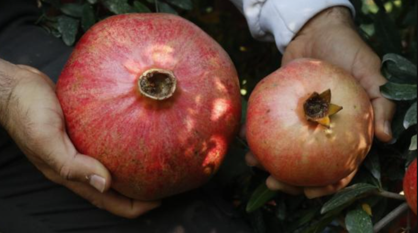 Tamamen doğal! 1 kilo 649 gramlık nar şaşkına çeviriyor