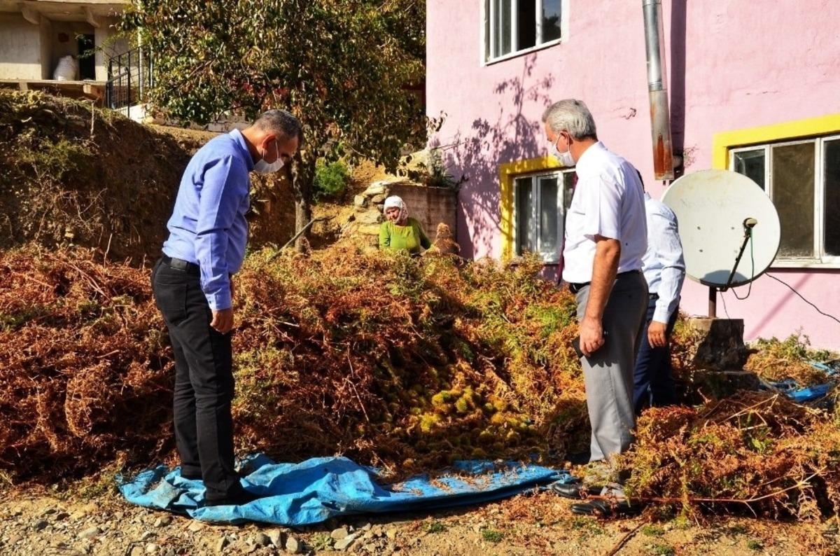 Buldan&rsquo;da 810 dekar alanda 300 ile 350 ton arası kestane hasadı devam ediyor