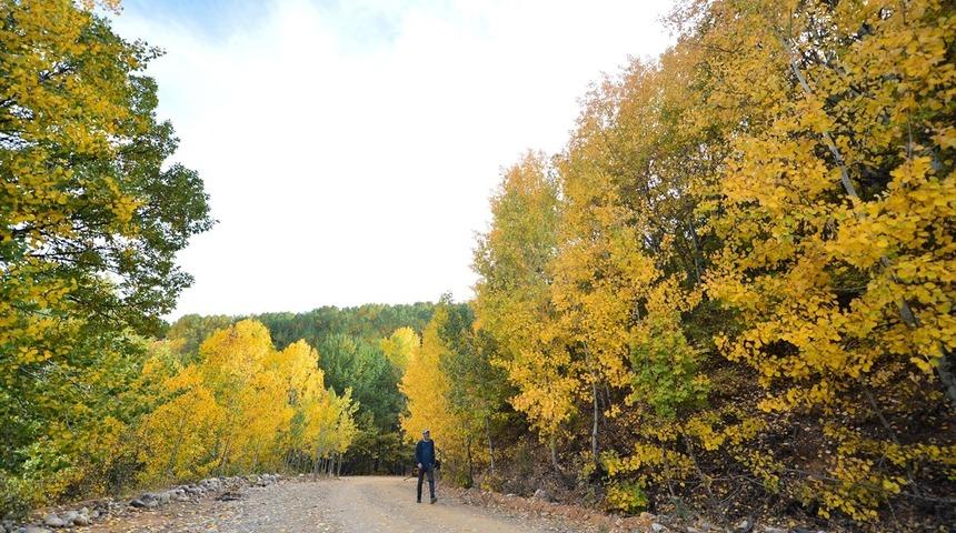 Sal&ouml;rdek K&ouml;y&uuml; Ormanları sonbaharda Tunceli'nin g&ouml;zdesi oldu
