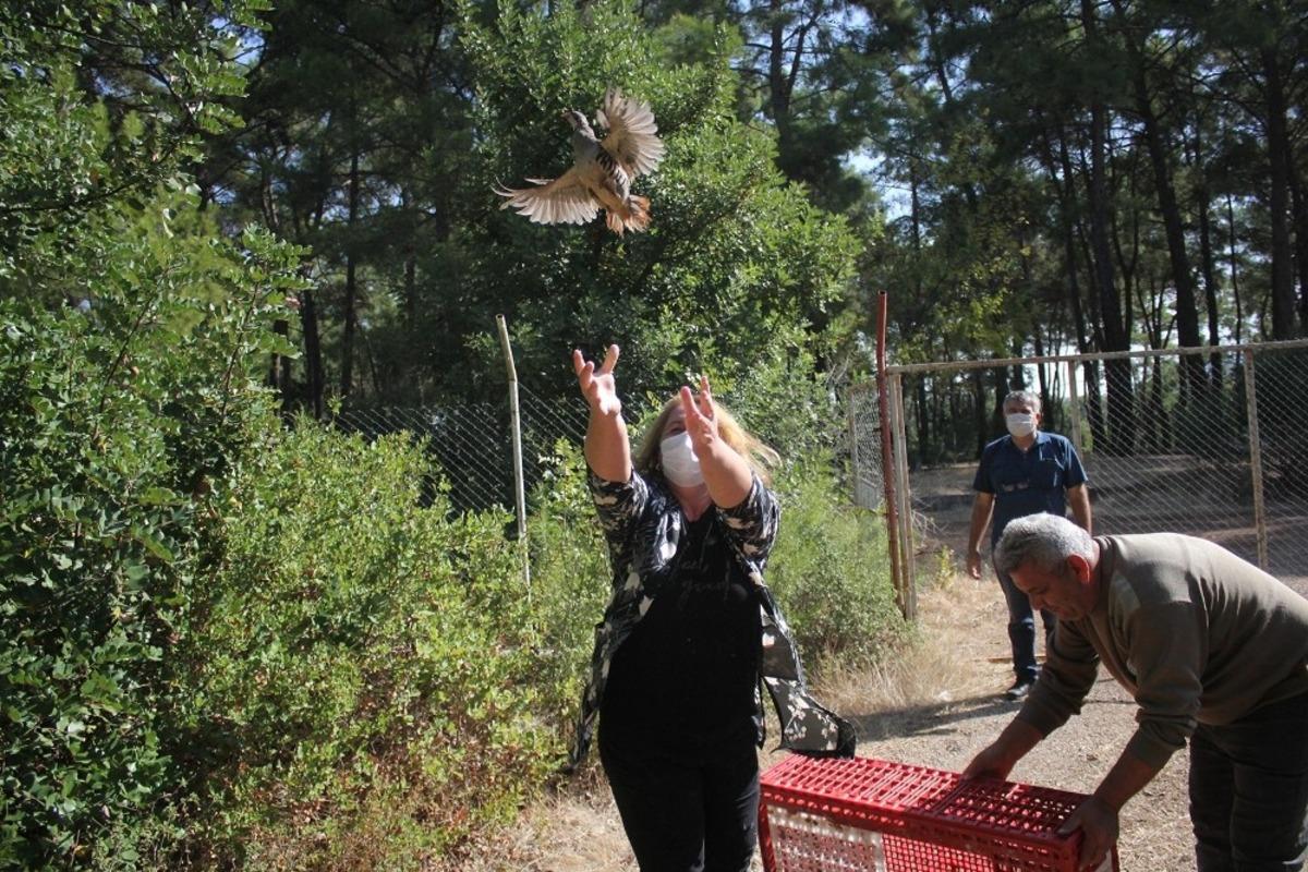 Kemer&rsquo;de 240 Kınalı Keklik doğaya salındı