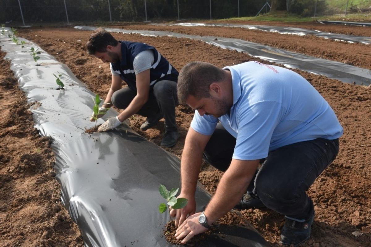 İzmit&rsquo;te aronya meyvesini toprakla buluşturdu