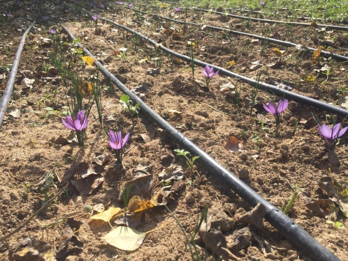 Safran bitkisi deneme ekiminden olumlu sonu&ccedil;