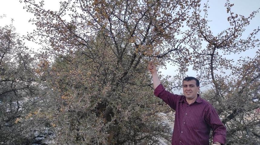 Yabani alıçlar toplanıyor