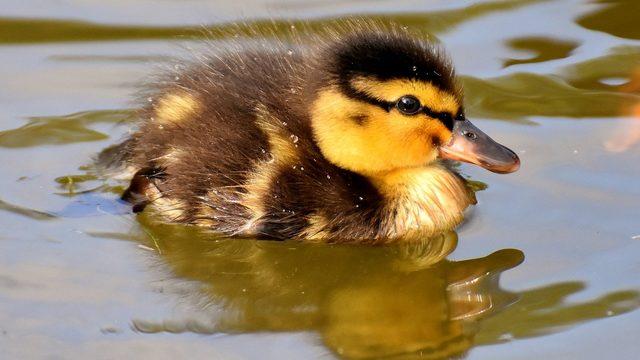 Rüyada ördek görmek ne anlama gelir? Rüyada ördek ısırdığını, vurduğunu görmek ne demek?