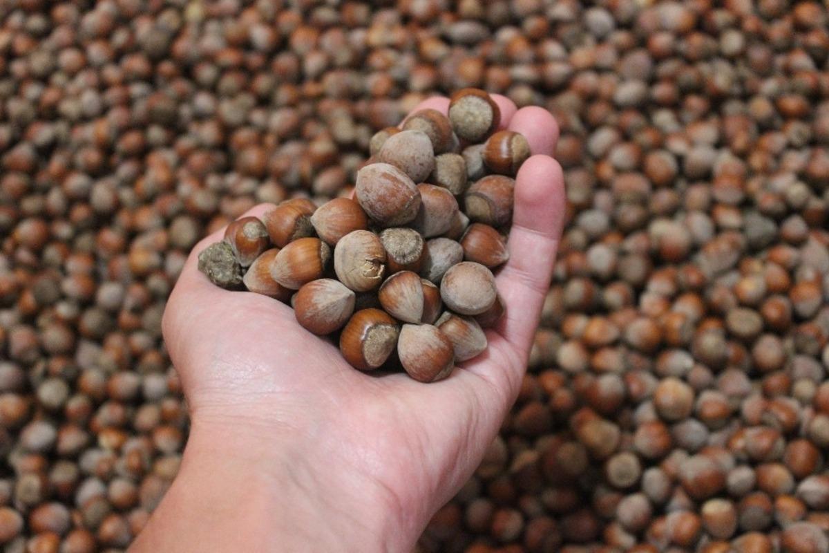 Giresun&rsquo;da 26 liraya kadar &ccedil;ıkan fındık fiyatlarında d&uuml;ş&uuml;ş yaşanıyor