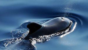 Rüyada balina görmek ne anlama gelir? Rüyada balina sürüsü, yavrusu görmek ne demek?